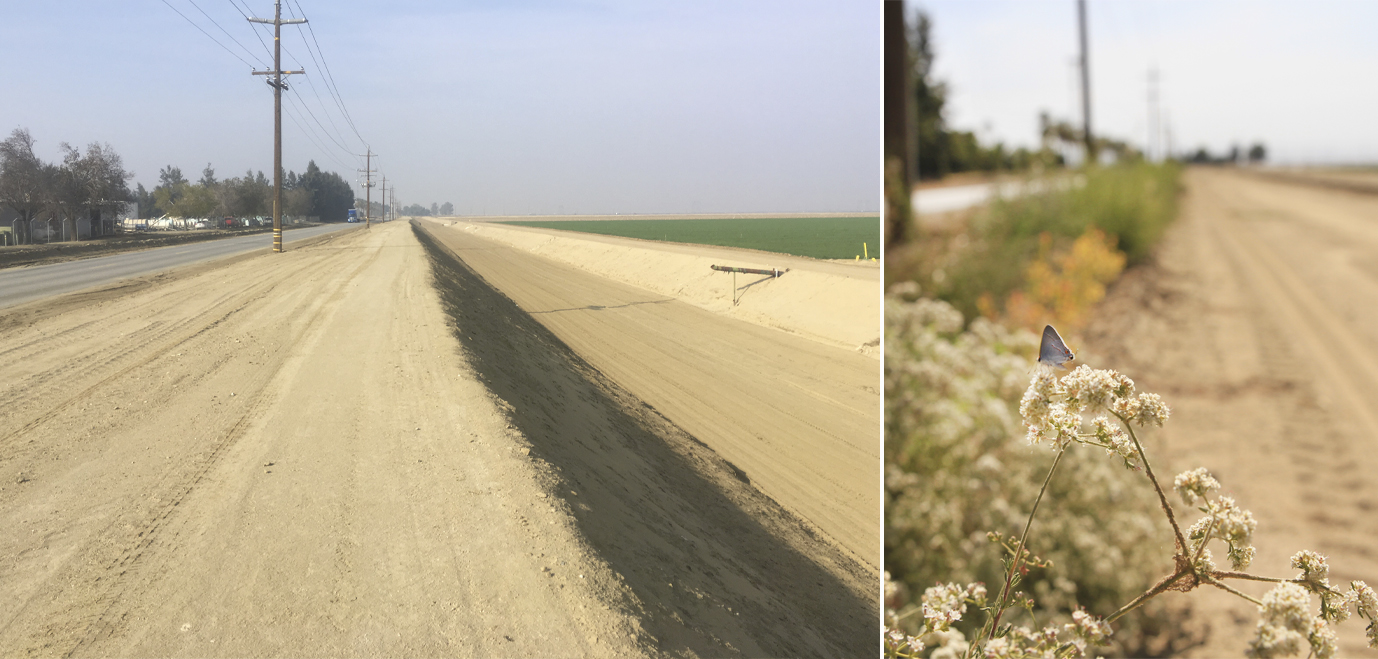 This is a two-part image. On the left is a dry, arid, agricultural landscape with a lot of bare dirt. On the right is the same landscape, but with a flowering hedgerow that recedes into the distance, and a small, gray butterfly perched on a small, thin branch with flowers in the foreground.