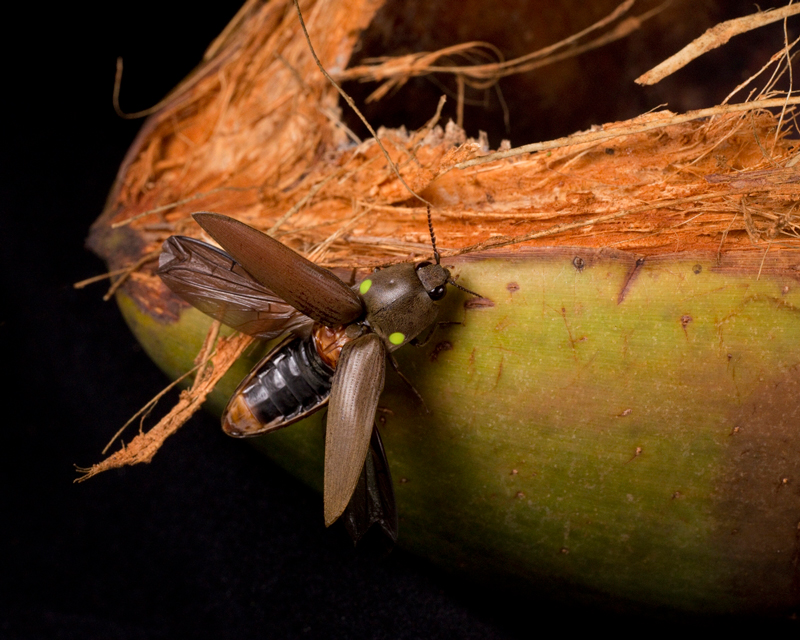 A dark brown beetle spreads its wings as it clings to a branch. There are two bright green spots glowing above each wing and just below its head.