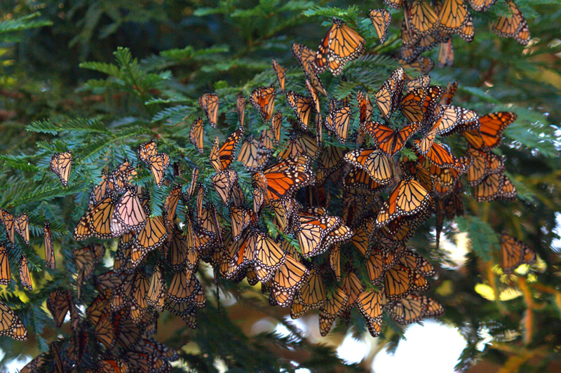 A dense cluster of monarchs, with their bright orange hues shining, cling to a deep green pine branch.