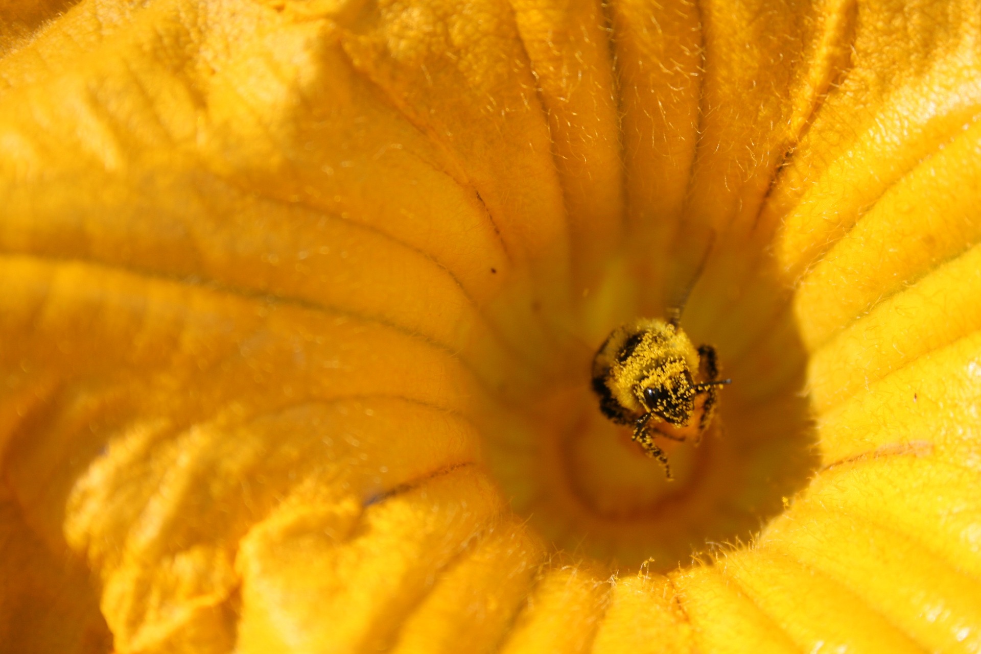 A pollen-covered bee sits deep inside a bright-orange squash flower.