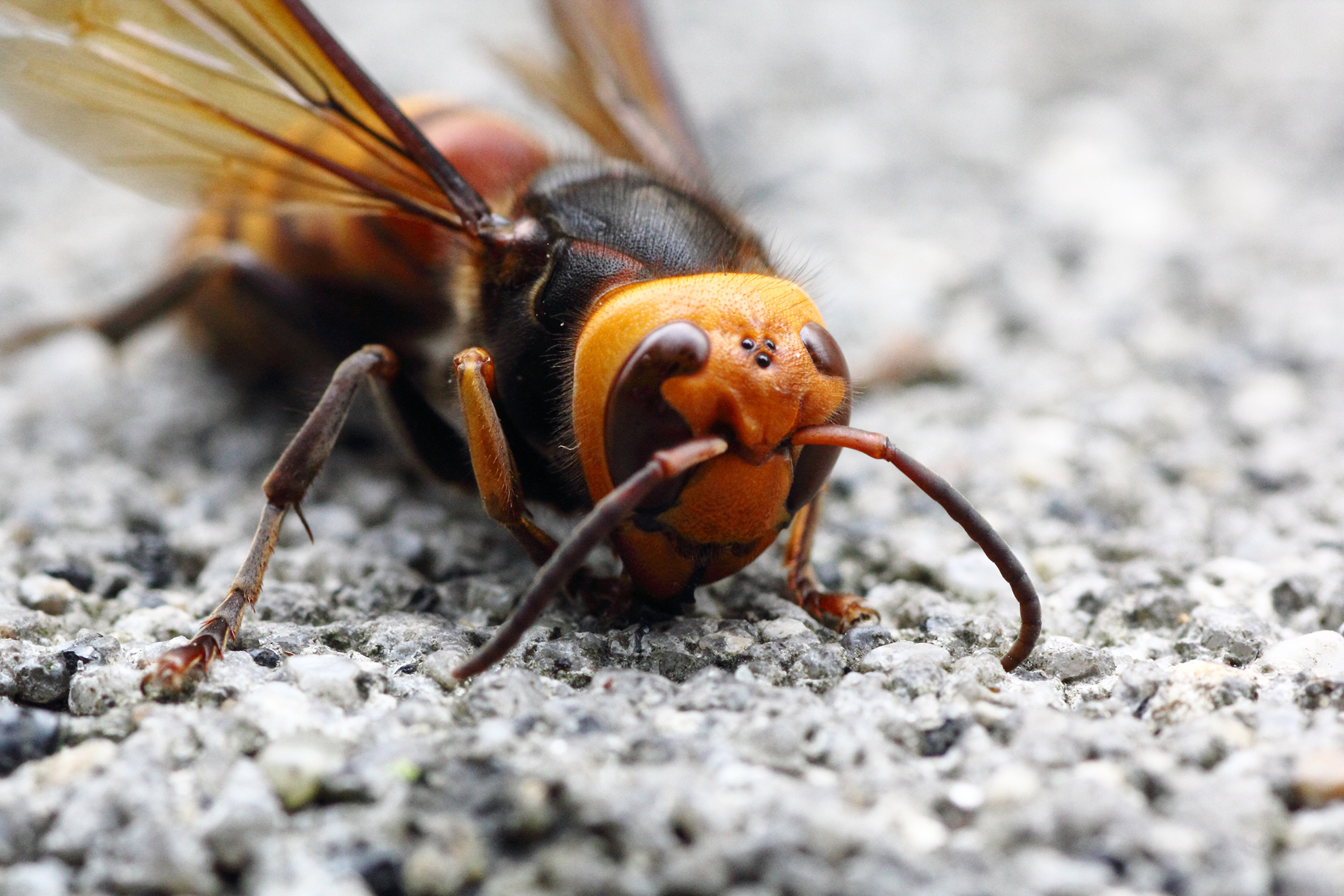 The giant hornet is a formidable insect, with a bright orange face.