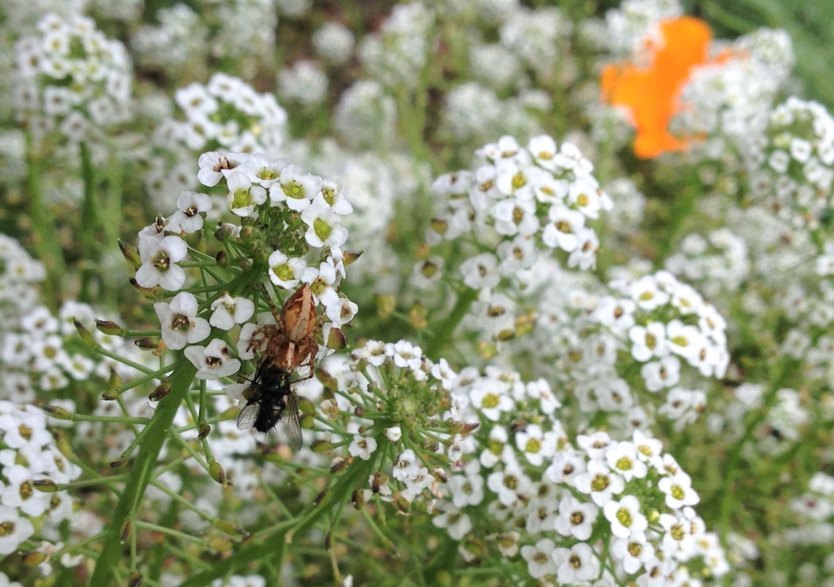 A spider prowls among clusters of white blossoms in this macro shot.