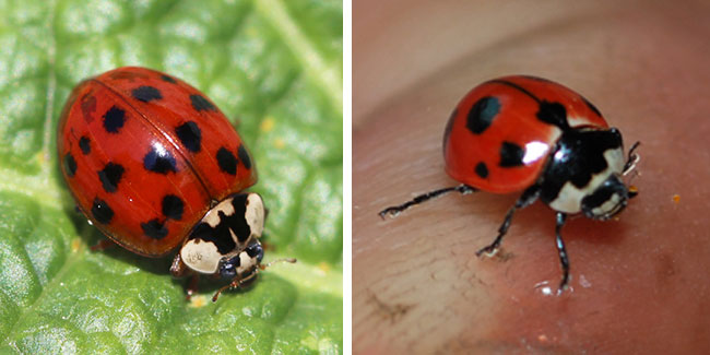 ladybeetles