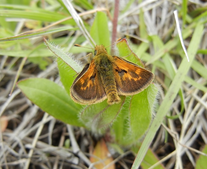 mardon skipper