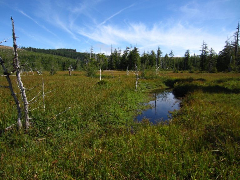 oregon wetland
