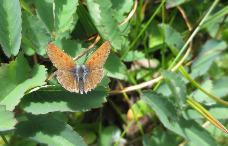 mariposa copper