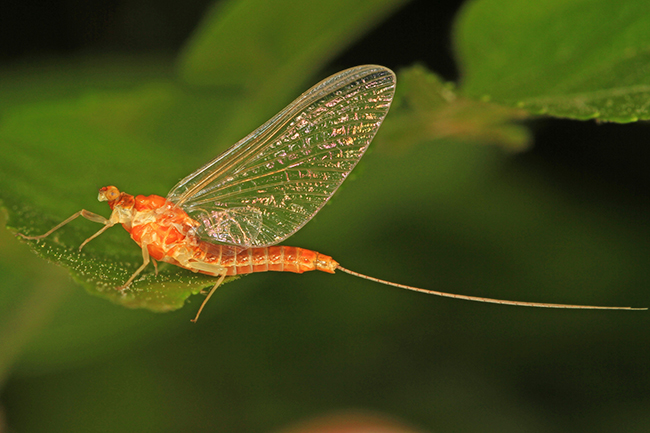 mayfly