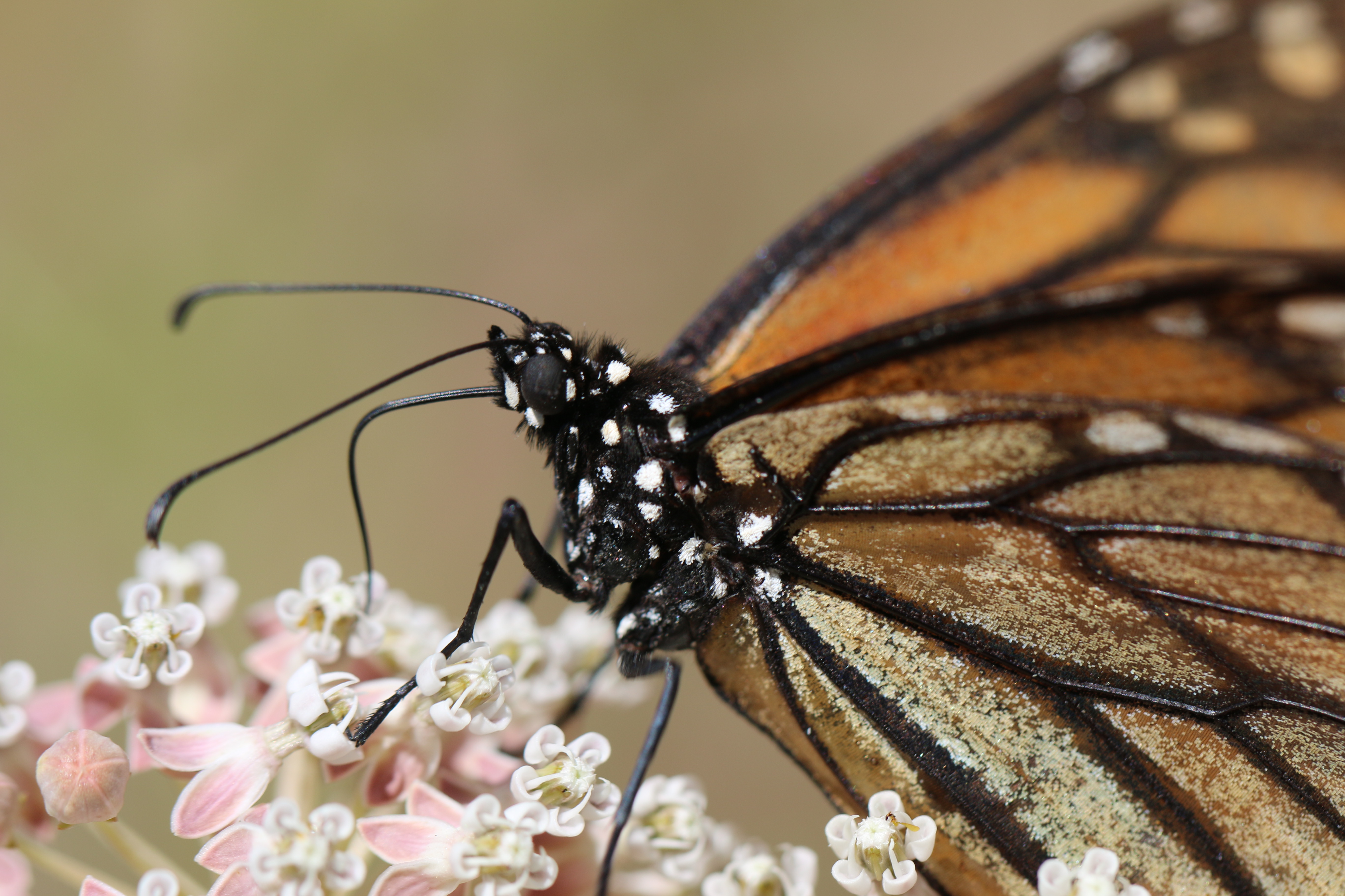 An orange and black monarch almost seems to sparkle in this close-up, crisp image. So many small details are captured, including a bit of the glimmering scales on the butterfly's wings!
