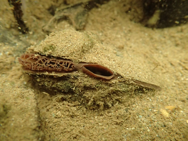 freshwater mussel