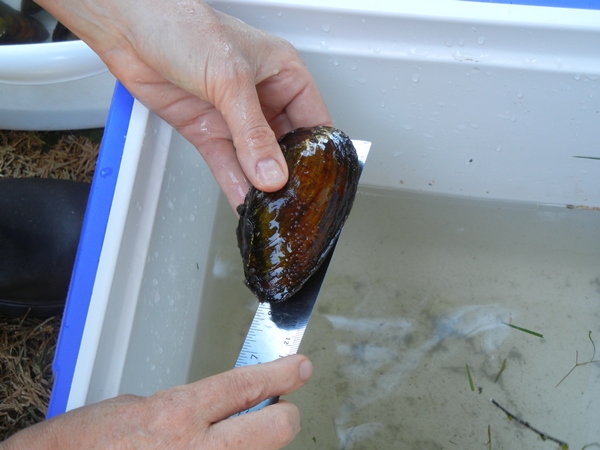 freshwater mussels