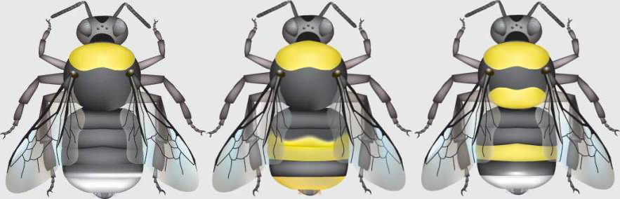 This is an image showing three color variations of B. occidentalis. The pattern on the abdomen vary with one containing only yellow, one only white, and one with some yellow and some white.