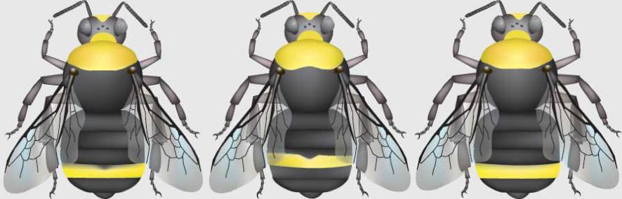 This is another image of three bumble bees. B. calignosus's abdomin is all black with T4 yellow,  B. vandykei has an all black abdomin with yellow on T3, and B. vosnesenskii has an all black abdomin with a completely yellow T4. 