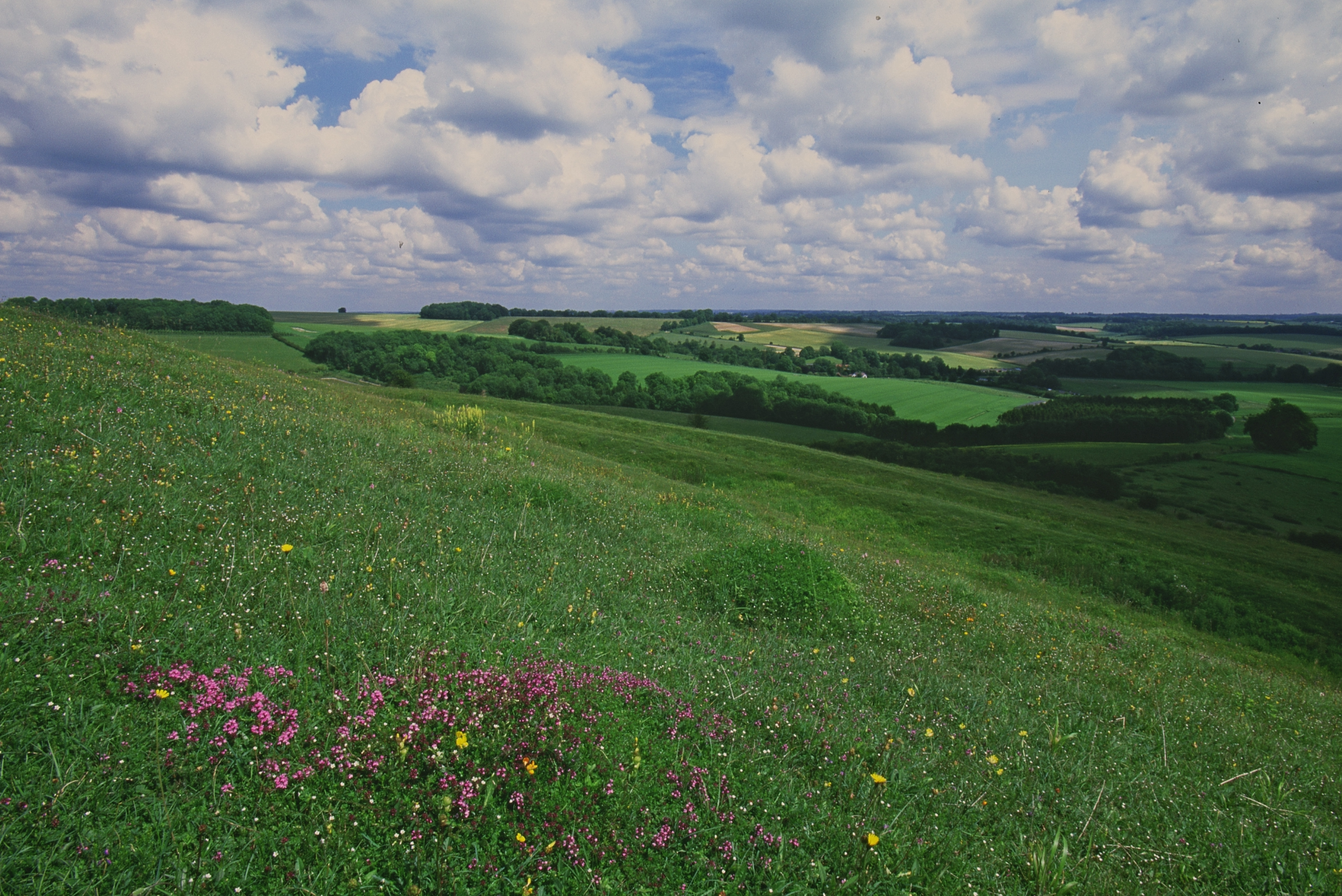 Rolling, green hills with wildflowers extend into the distance.
