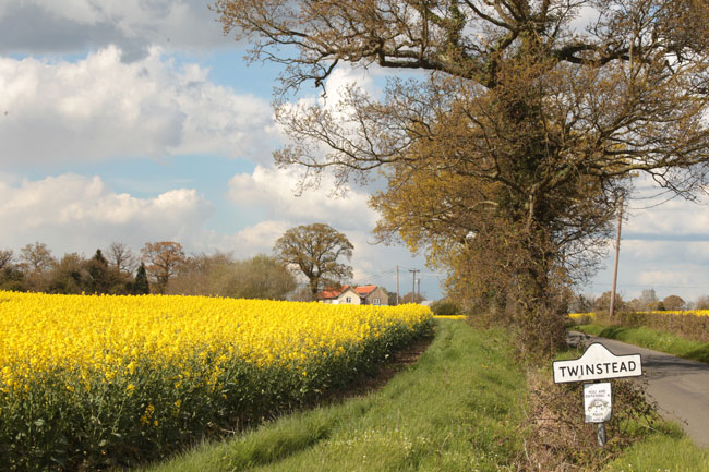 oilseed rape field