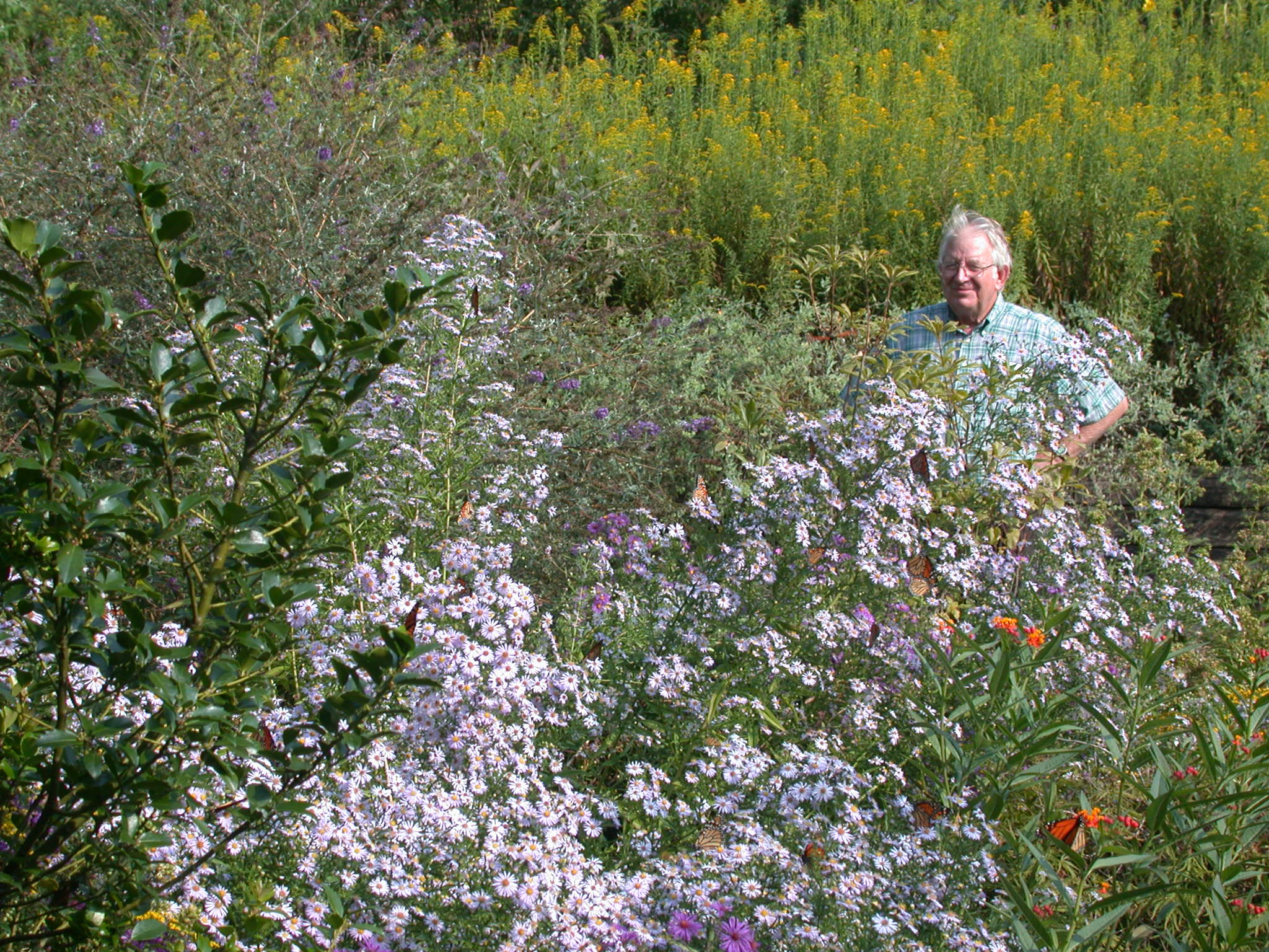 A man stands among flowering shrubs that nearly dwarf and obscure him, and that are filled with nectaring monarchs!