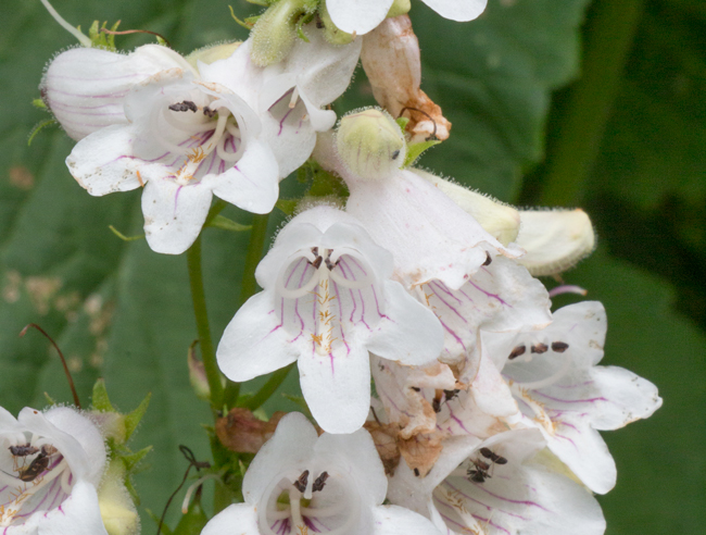 penstemon flower