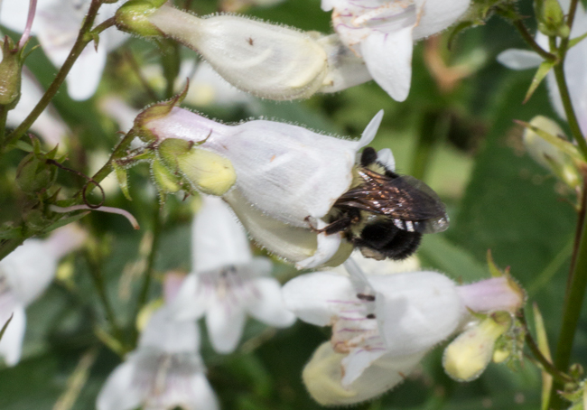 foxglove beardtongue with bee
