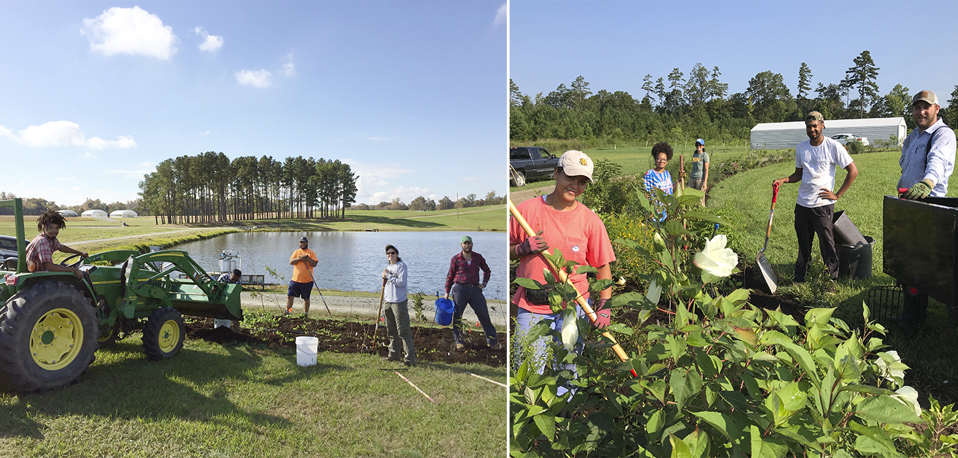 This photo collage shows people working on the hedgerow when the plants were small (left), and when the plants had reached waist height (right).