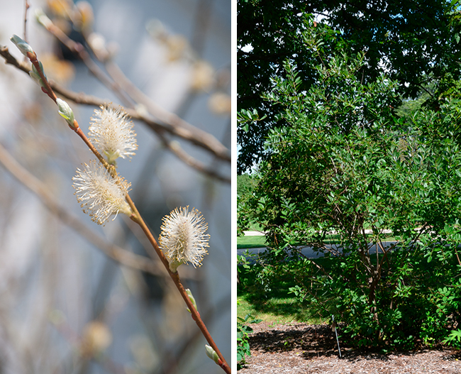 salix discolor
