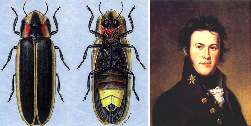 thomas say, say's firelfly