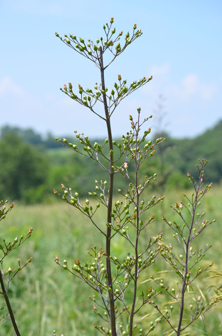 scrophularia lanceolata