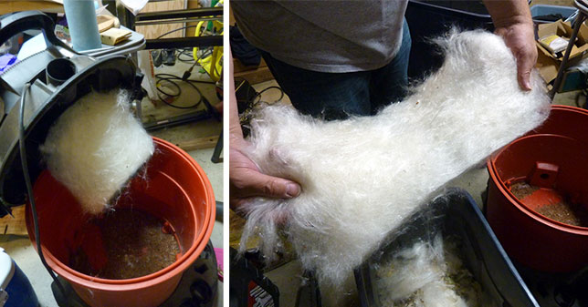 Cleaning the floss off of a bucket of milkweed seed using a shop-vac.