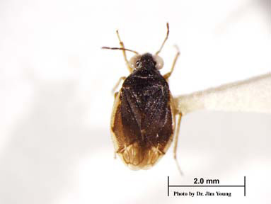 A museum specimen of the Harney hot spring shore bug.