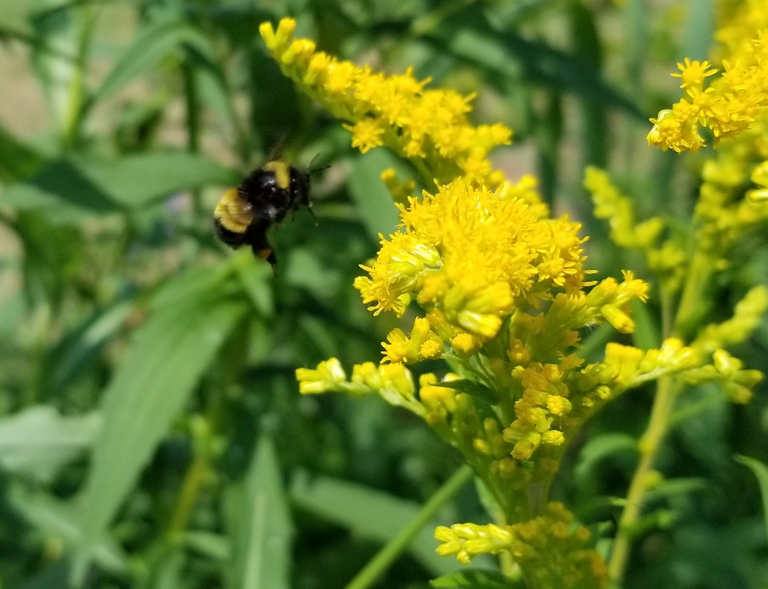 A bumble bee mid-flight to a bright yellow flower.