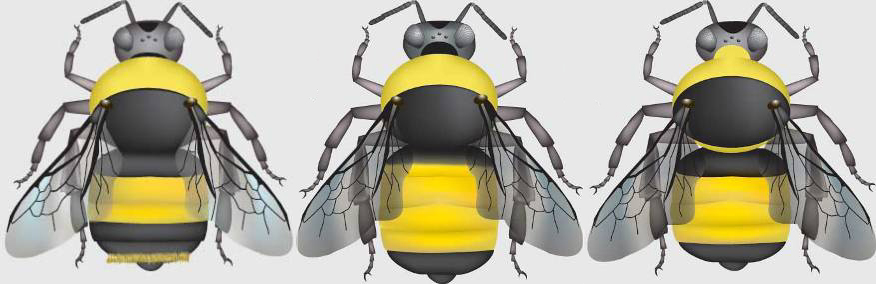 A photo of B. terricola, B. pensylvanicus, and B. auricomus. All three species have all yellow T2 and T3 and variations of yellow on T1 and T4.