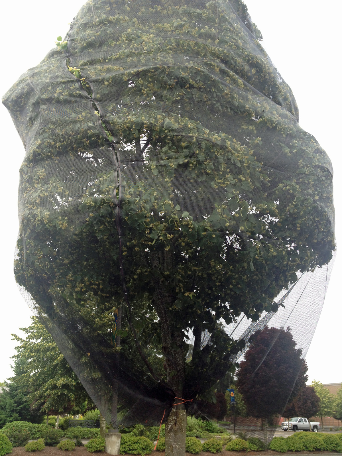 The neonic-treated tilia tree was subsequently wrapped in dark netting to block bees from feeding on its flowers.