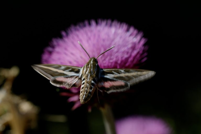 white lined sphinx moth