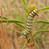 Monarch caterpillar on narrowleaf milkweed (Asclepias fascicularis). (Photo: Xerces Society / Stephanie McKnight)