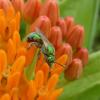A metallic green sweat bee perched atop several small orange flowers.