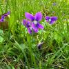 Violets blooming in yard