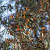 Many monarch butterflies landing on the branches of a tree at an overwintering site.