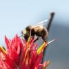 Golden-belted bumble bee on paintbrush flower