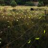 Yellow/green flashes at dusk from Southwest spring fireflies near grazing cattle