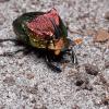A glittering beetle, with colors ranging from orange to purple to green. It had one large backwards facing horn on its head, and two ridges on its back.