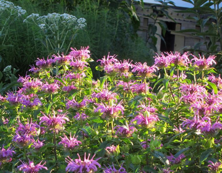 monarda