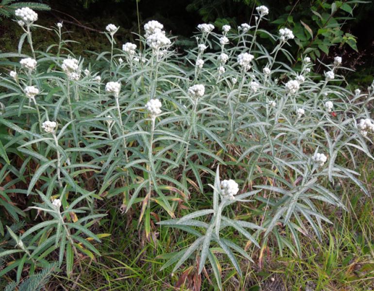 pearly everlasting