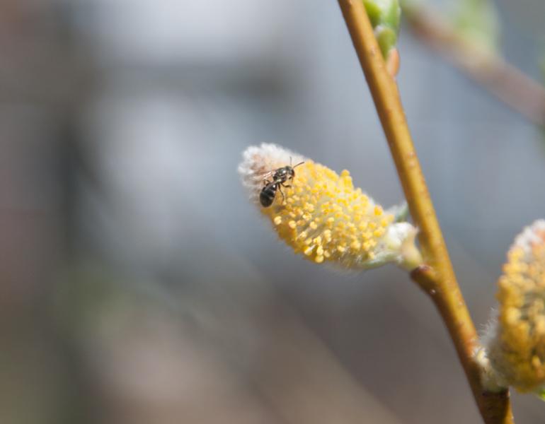 salix discolor