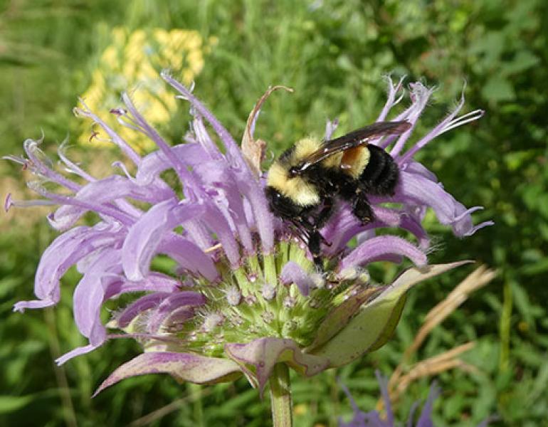 rusty patched bumble bee