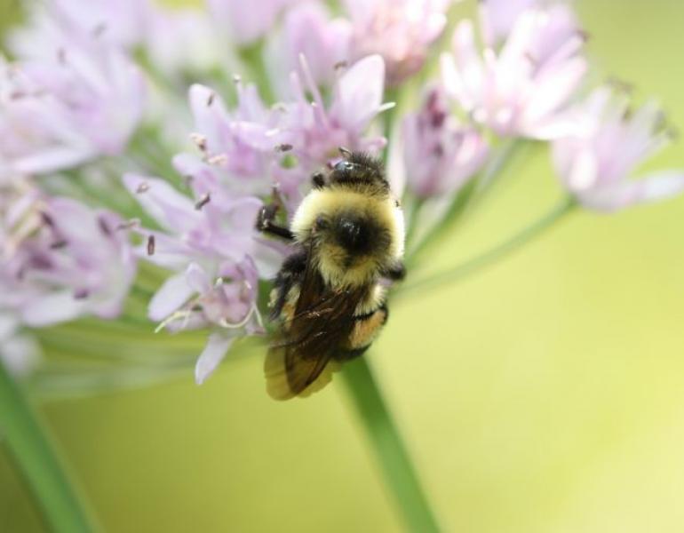 bombus affinis