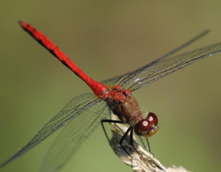ruby meadowhawk
