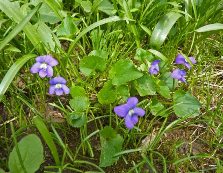 violets