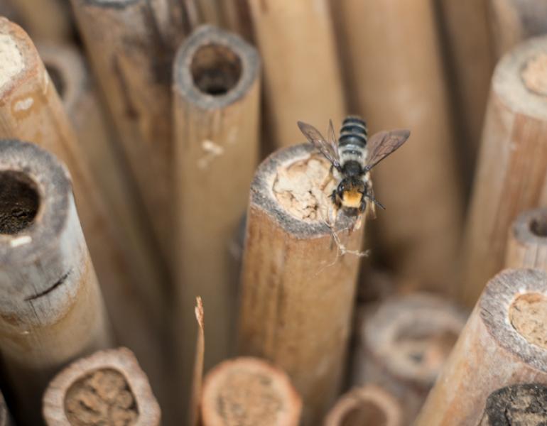 Numerous bamboo tubes stand upright. Some have hollow ends, and some have mud filling the opening. A small bee perches atop one of them.