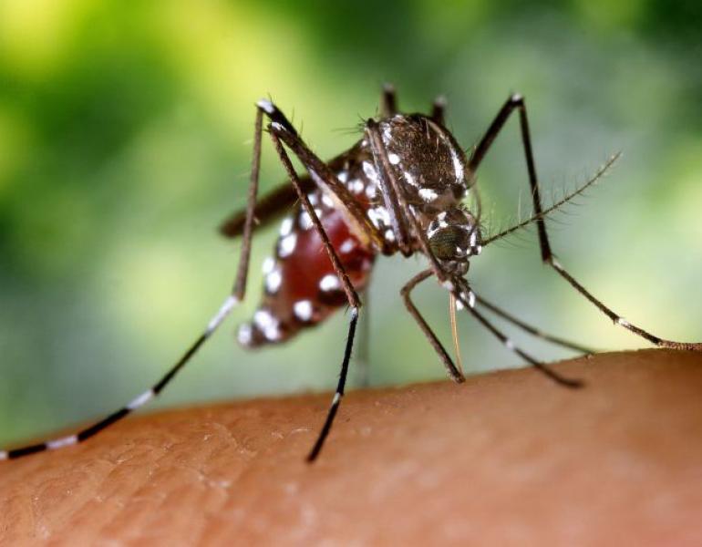 Female Aedes albopictus