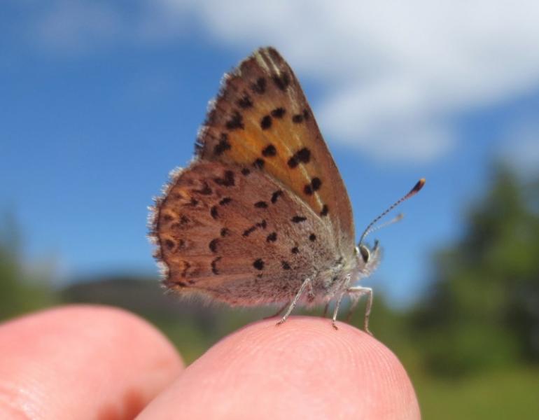 mariposa skipper