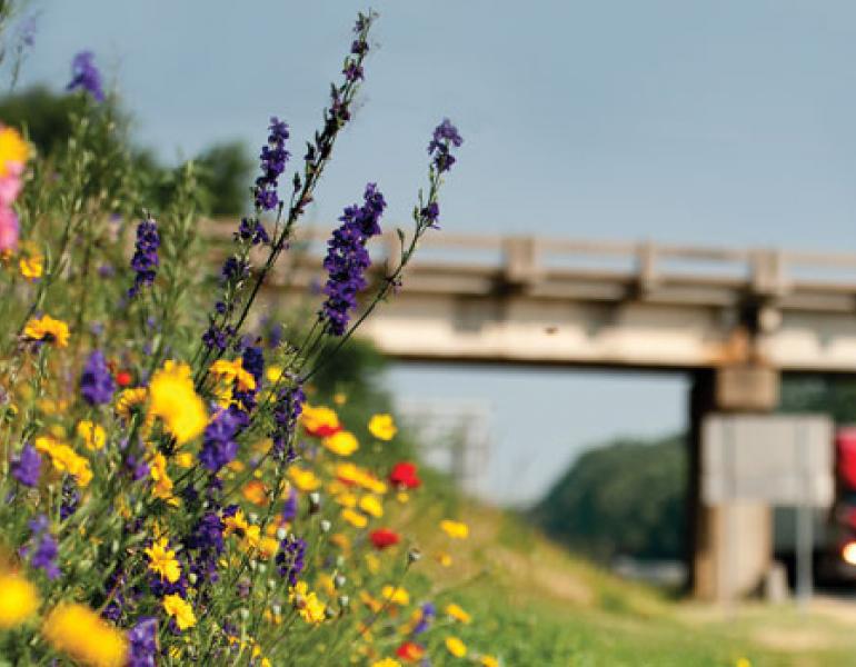 roadside flowers