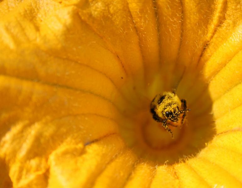 squash bee